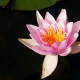 NYMPHAEA 'Formosa'