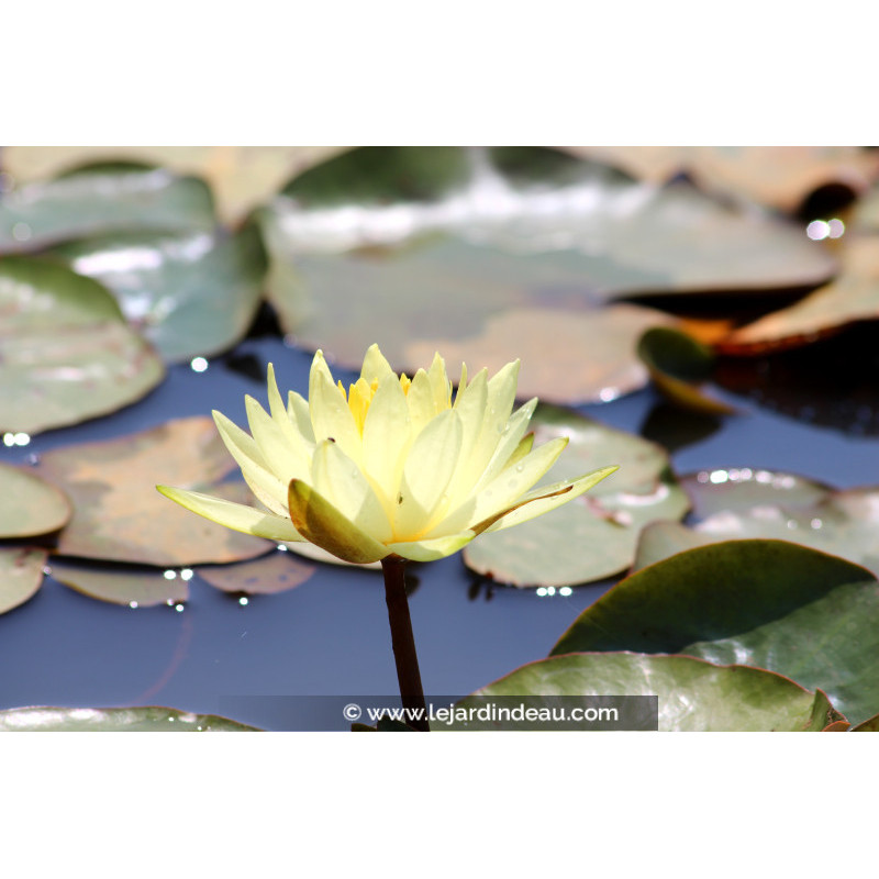 NYMPHAEA 'Colonel A.J. Welch'