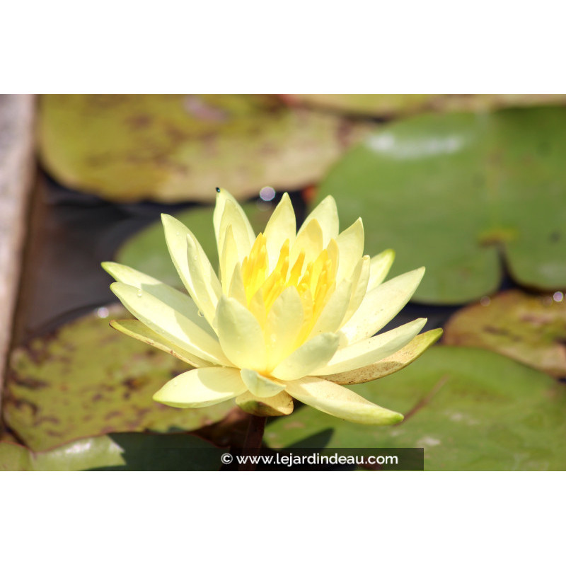 NYMPHAEA 'Colonel A.J. Welch'