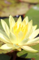 NYMPHAEA 'Colonel A.J. Welch'