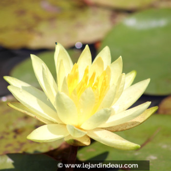 NYMPHAEA &#039;Colonel A.J. Welch&#039;