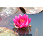 NYMPHAEA 'Escarboucle'