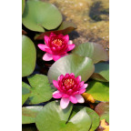 NYMPHAEA 'Perry's Baby Red'