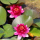 NYMPHAEA 'Perry's Baby Red'