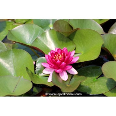 NYMPHAEA \'Perry\'s Baby Red\'