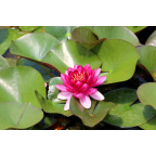 NYMPHAEA 'Perry's Baby Red'