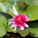 NYMPHAEA 'Perry's Baby Red'