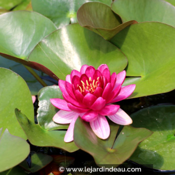 NYMPHAEA &#039;Perry&#039;s Baby Red&#039;