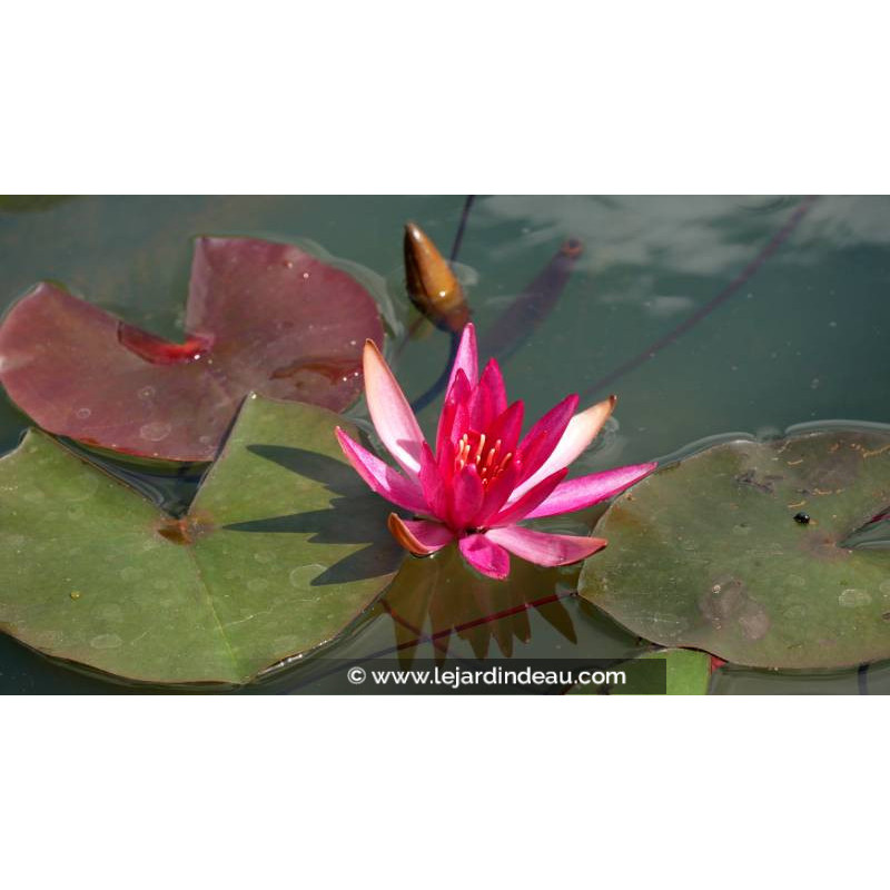 NYMPHAEA 'Hidden Violet' - profondeur de plantation NYMPHAEA 'Hidden Violet' - profondeur de plantation