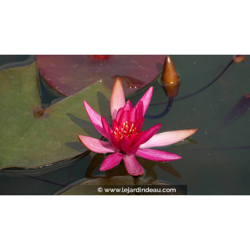 NYMPHAEA 'Hidden Violet' - profondeur de plantation NYMPHAEA 'Hidden Violet' - profondeur de plantation