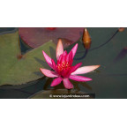 NYMPHAEA 'Hidden Violet' - profondeur de plantation NYMPHAEA 'Hidden Violet' - profondeur de plantation