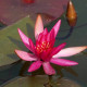 NYMPHAEA 'Hidden Violet' - profondeur de plantation