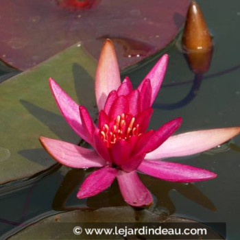 NYMPHAEA &#039;Hidden Violet&#039; - profondeur de plantation