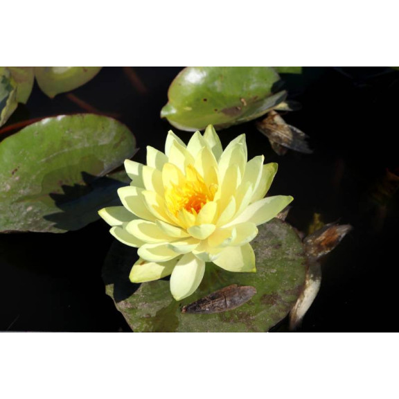 NYMPHAEA 'Yellow Sensation' - profondeur de plantation