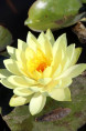 NYMPHAEA 'Yellow Sensation'