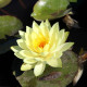 NYMPHAEA 'Yellow Sensation' - profondeur de plantation