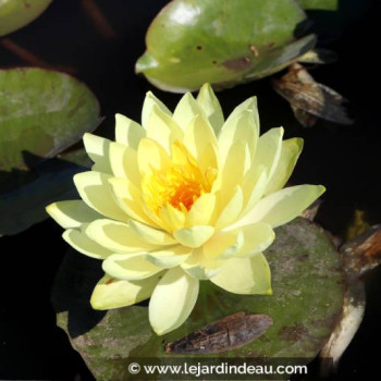 NYMPHAEA &#039;Yellow Sensation&#039; - profondeur de plantation