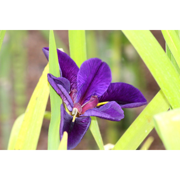 IRIS louisiana 'Black Gamecock'