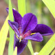 IRIS louisiana 'Black Gamecock'