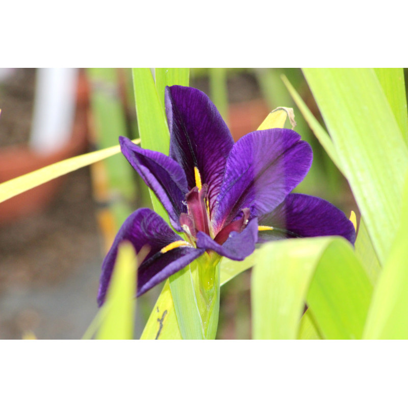 IRIS louisiana 'Black Gamecock'