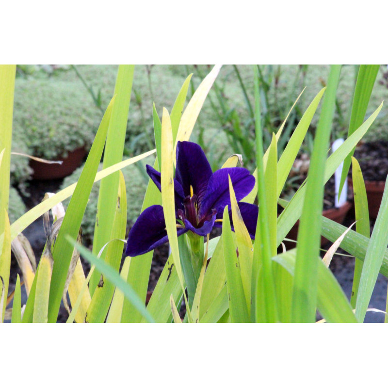 IRIS louisiana 'Black Gamecock'