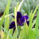 IRIS louisiana 'Black Gamecock'