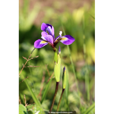 IRIS versicolor \'Dark Aura\'