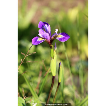 IRIS versicolor \'Dark Aura\'