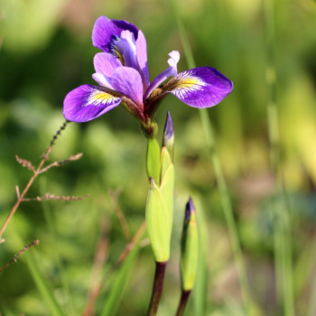 IRIS versicolor &#039;Dark Aura&#039;