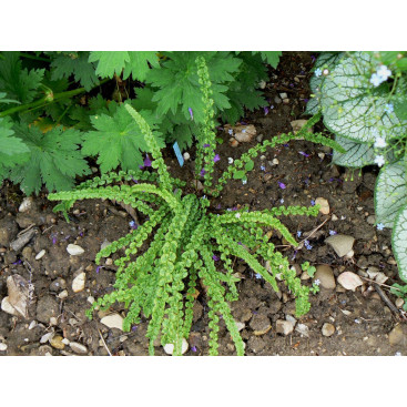 ATHYRIUM filix-femina \'Frizelliae\'