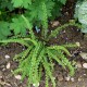 ATHYRIUM filix-femina 'Frizelliae'