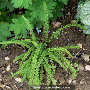 ATHYRIUM filix-femina &#039;Frizelliae&#039;