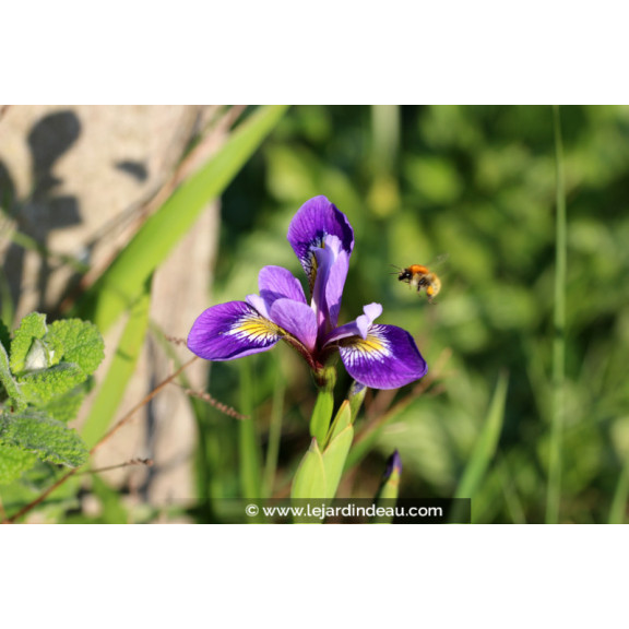 IRIS versicolor 'Dark Aura'