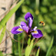 IRIS versicolor 'Dark Aura'