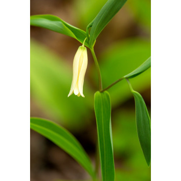 UVULARIA sessilifolia