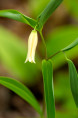 UVULARIA sessilifolia