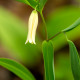 UVULARIA sessilifolia