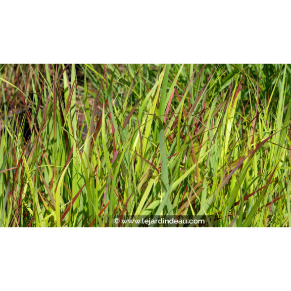 PANICUM virgatum 'H&auml;nse Herms'