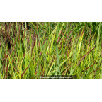 PANICUM virgatum 'H&auml;nse Herms'