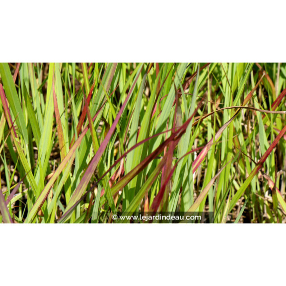PANICUM virgatum 'H&auml;nse Herms'