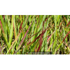 PANICUM virgatum 'H&auml;nse Herms'
