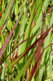 PANICUM virgatum 'Hänse Herms'