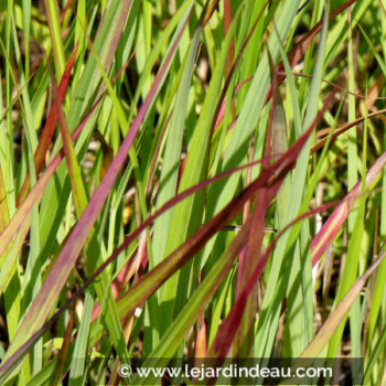 PANICUM virgatum &#039;Hänse Herms&#039;