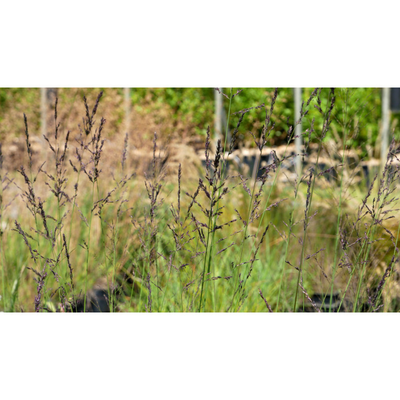 MOLINIA caerulea subsp. arundinacea 'Bergfreund' MOLINIA caerulea subsp. arundinacea 'Bergfreund'