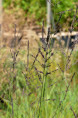 MOLINIA caerulea subsp. arundinacea 'Bergfreund'