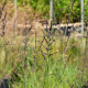 MOLINIA caerulea subsp. arundinacea 'Bergfreund'