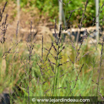 MOLINIA caerulea subsp. arundinacea &#039;Bergfreund&#039;