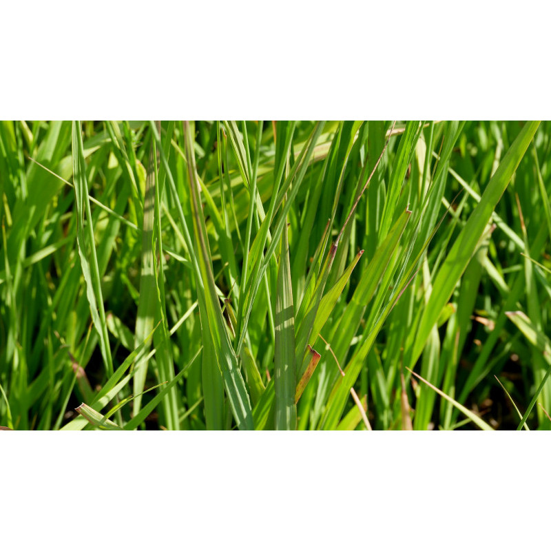 MOLINIA caerulea subsp. arundinacea 'Bergfreund' MOLINIA caerulea subsp. arundinacea 'Bergfreund'