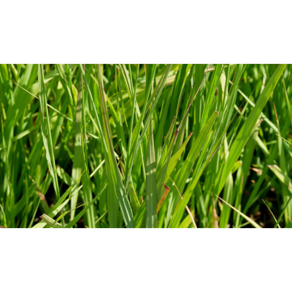MOLINIA caerulea subsp. arundinacea 'Bergfreund'