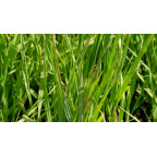 MOLINIA caerulea subsp. arundinacea 'Bergfreund' MOLINIA caerulea subsp. arundinacea 'Bergfreund'